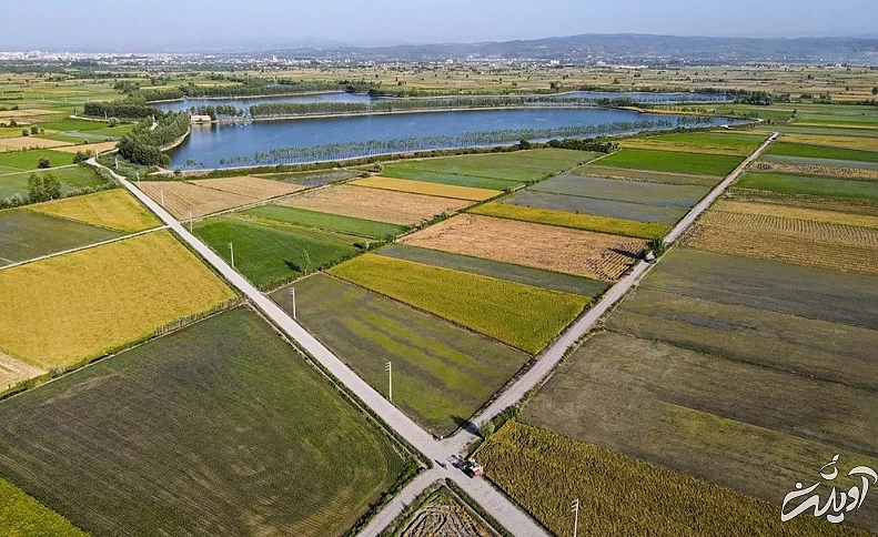 (تصاویر) برداشت برنج در مازندران